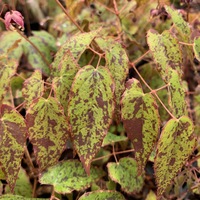 Epimedium  'Pink Champagne'